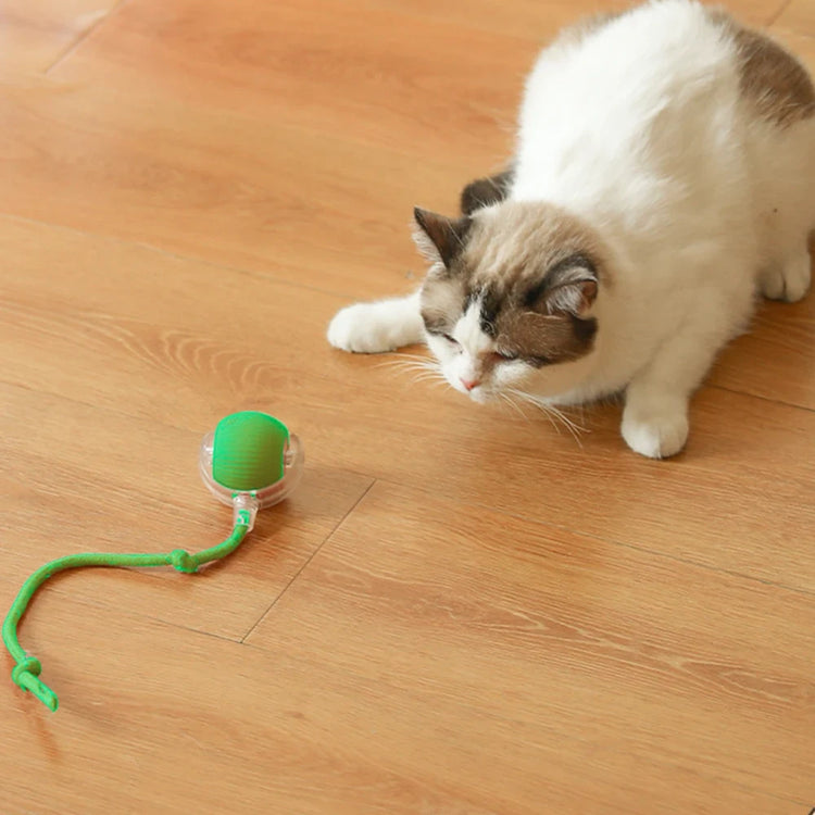 Ash and Anthem Automatic Rolling Cat Ball Toy