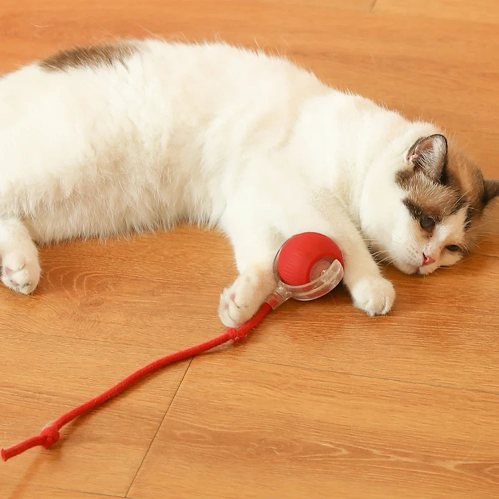 Ash and Anthem Automatic Rolling Cat Ball Toy