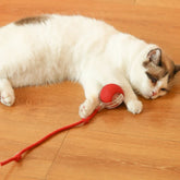 Ash and Anthem Automatic Rolling Cat Ball Toy