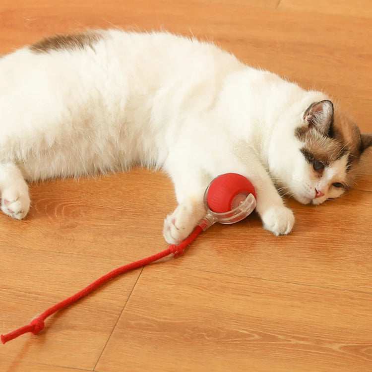Ash and Anthem Automatic Rolling Cat Ball Toy