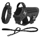 Ash and Anthem Training Harness and Leash Set
