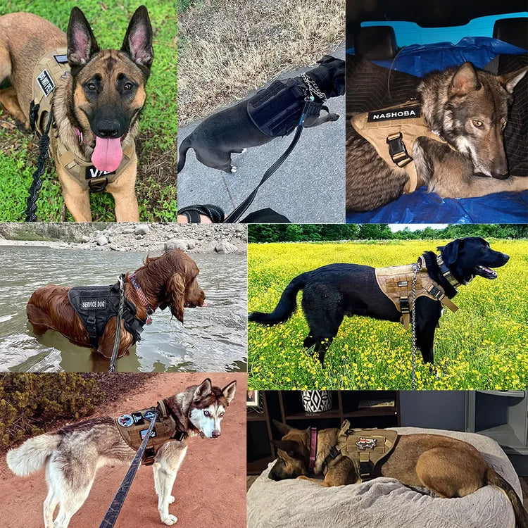 Ash and Anthem Training Harness and Leash Set